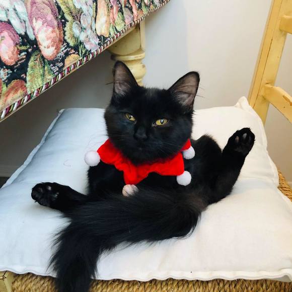 Meet your Posher, Anne-marie - Picture 1 of 1